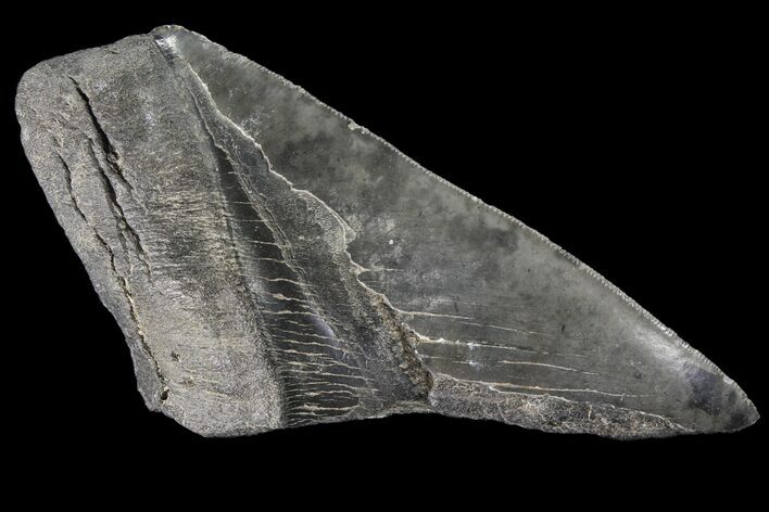 Partial Fossil Megalodon Tooth #89463